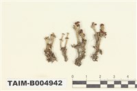 藏品(石蕊屬 )的圖片